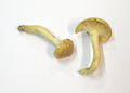 Hygrophorus leporinus